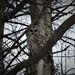 Day 159: Barred Owl by jeanniec57