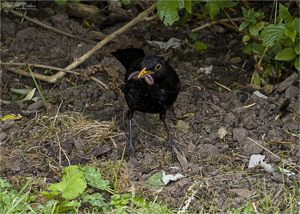 Male Blackbird  by pcoulson