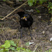 Male Blackbird  by pcoulson