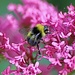 Fluffy Bee by carole_sandford