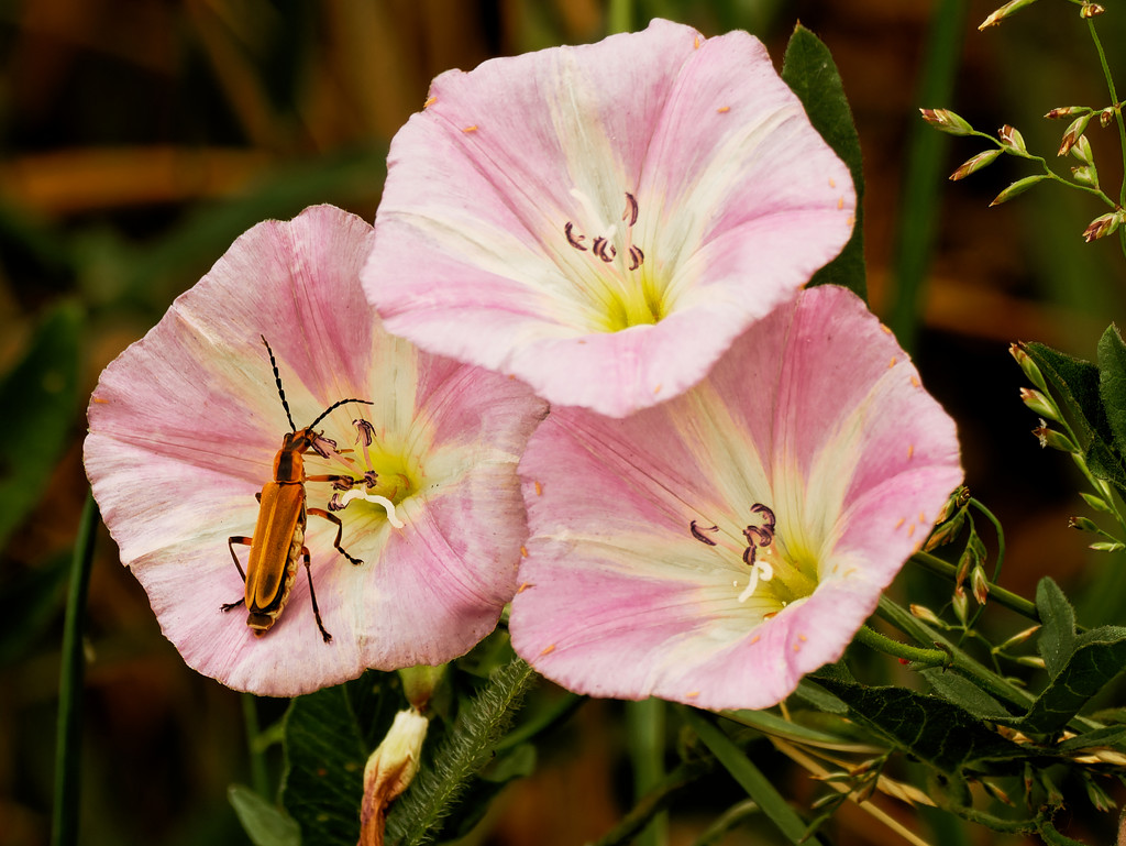 leather wing beetle and field bindweed by rminer
