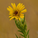 compass plant by rminer