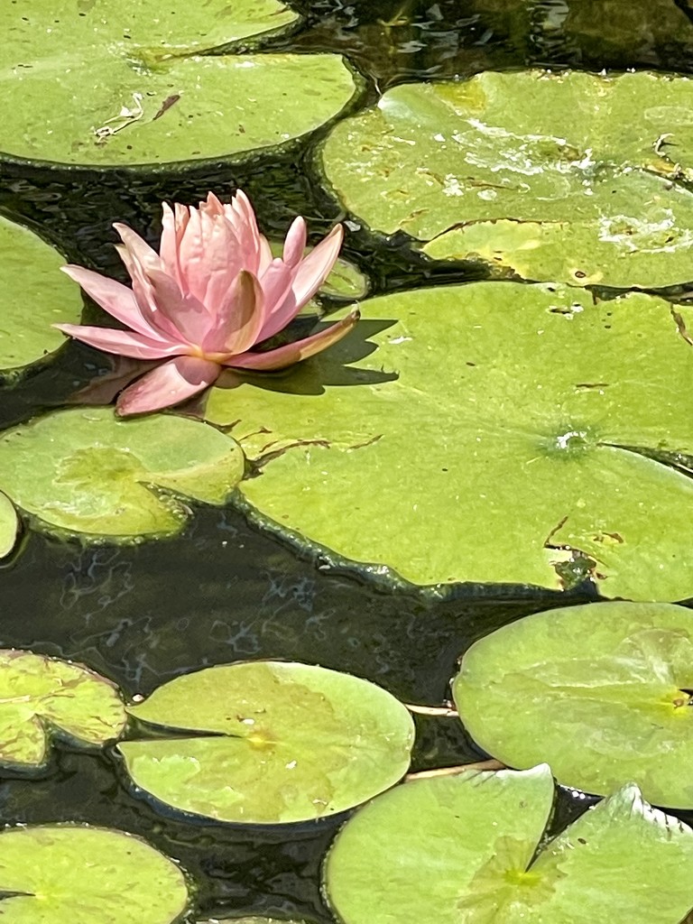 Water lilies by samae