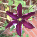 Magenta Clematis by daffodill