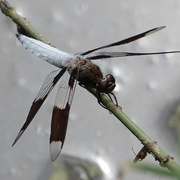 20th Jun 2021 - Common Whitetail Dragonfly