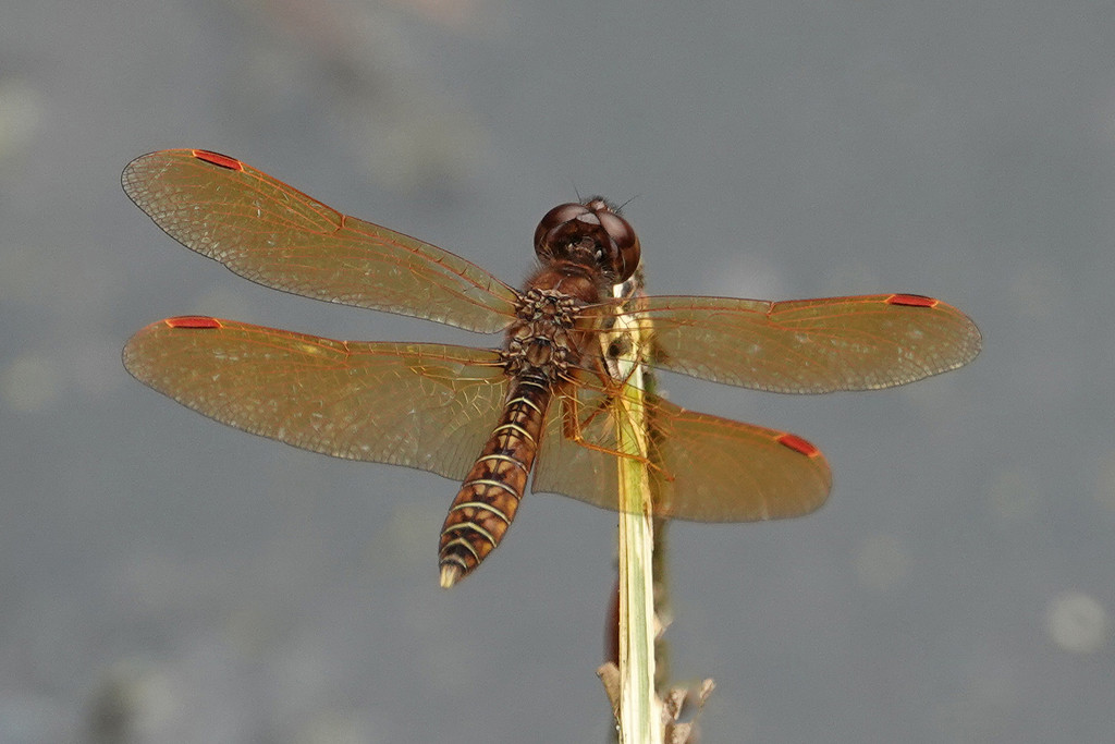Eastern Amberwing dragonfly by annepann