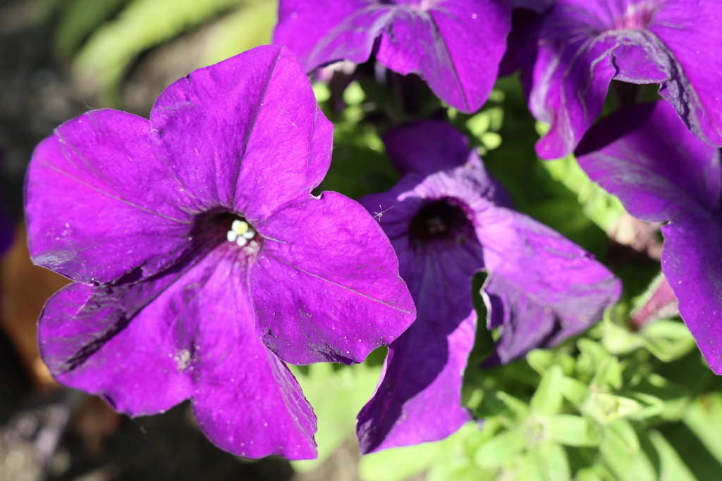 petunias in the sun by 365projectorgheatherb
