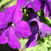 petunias in the sun by 365projectorgheatherb