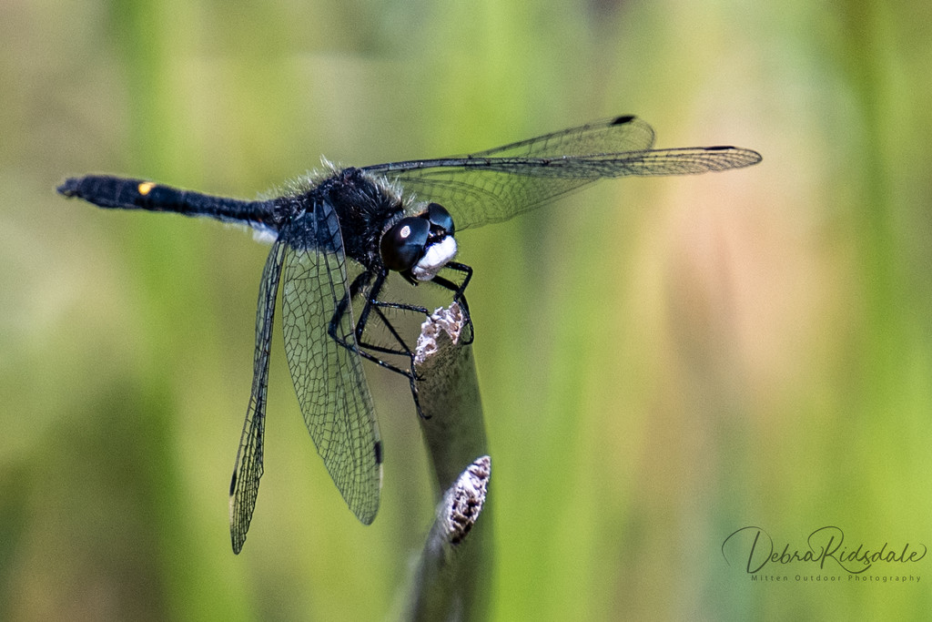 Dragonfly  by dridsdale