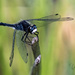 Dragonfly  by dridsdale