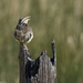 Meadowlark Singing  by jgpittenger