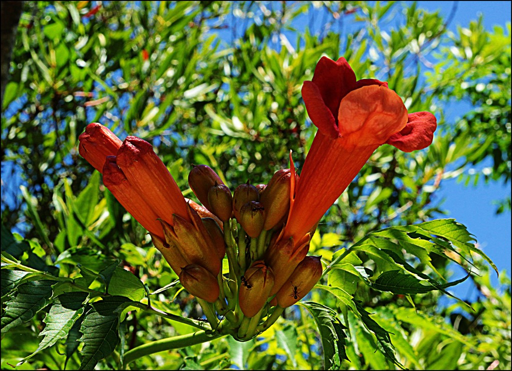 Trumpet Vine Blossom by olivetreeann