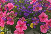20th Jun 2021 - Wave Petunia basket with a Painterly look
