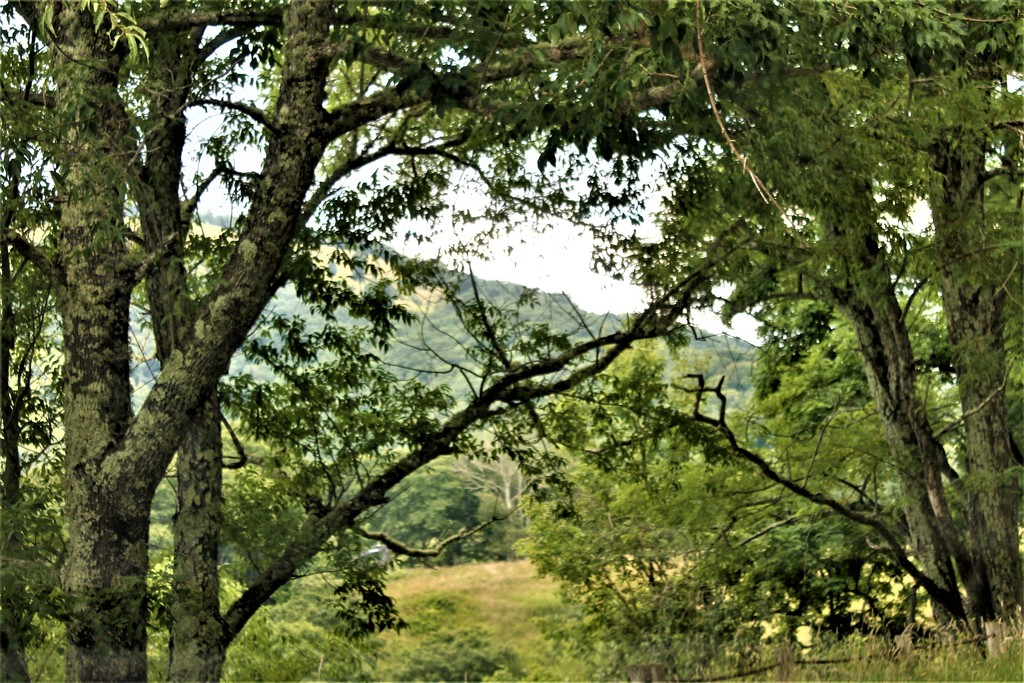Through the trees by vernabeth