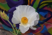 20th Jun 2021 - White Prickly Poppy (Argemone  polyanthemos)