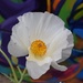 White Prickly Poppy (Argemone  polyanthemos) by sandlily
