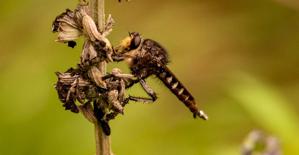 Can You Find the Robber Fly! by rickster549