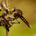 Can You Find the Robber Fly! by rickster549