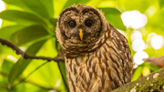 20th Jun 2021 - Barred Owl, Keeping a Close Eye on Things!