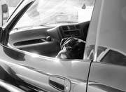19th Jun 2021 - dogs in cars