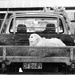 dogs on utes by kali66