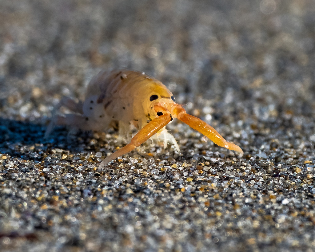 Talitridae-- Sand Hopper by nicoleweg
