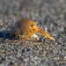 Talitridae-- Sand Hopper by nicoleweg
