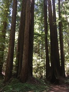 17th Jun 2021 - Redwood Trees