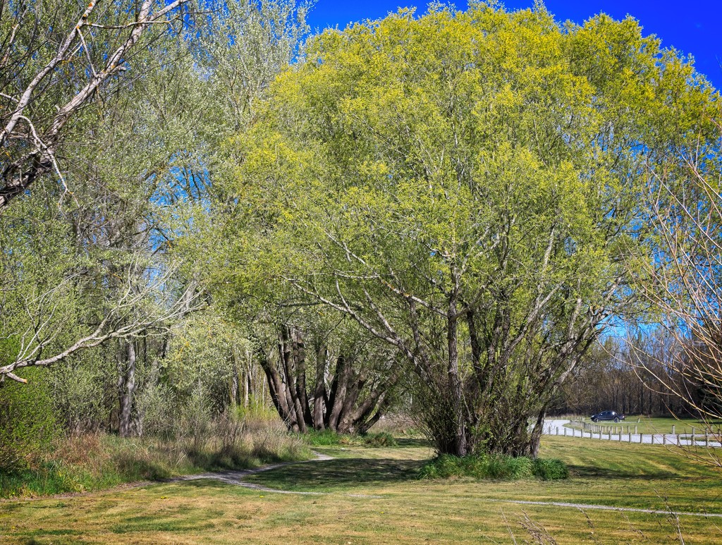 Spring green tree by kiwinanna
