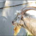 One the the Goats at Fairview by ludwigsdiana