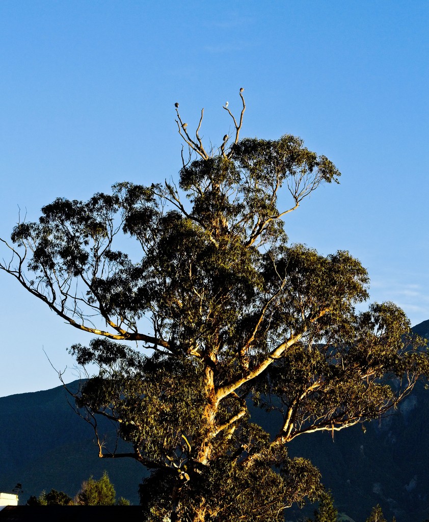 Treetop herons by kiwinanna