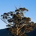 Treetop herons by kiwinanna