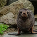 Young fur seal by maureenpp