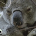 our boy Bullet by koalagardens