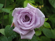 21st Jun 2021 - Roses are violet