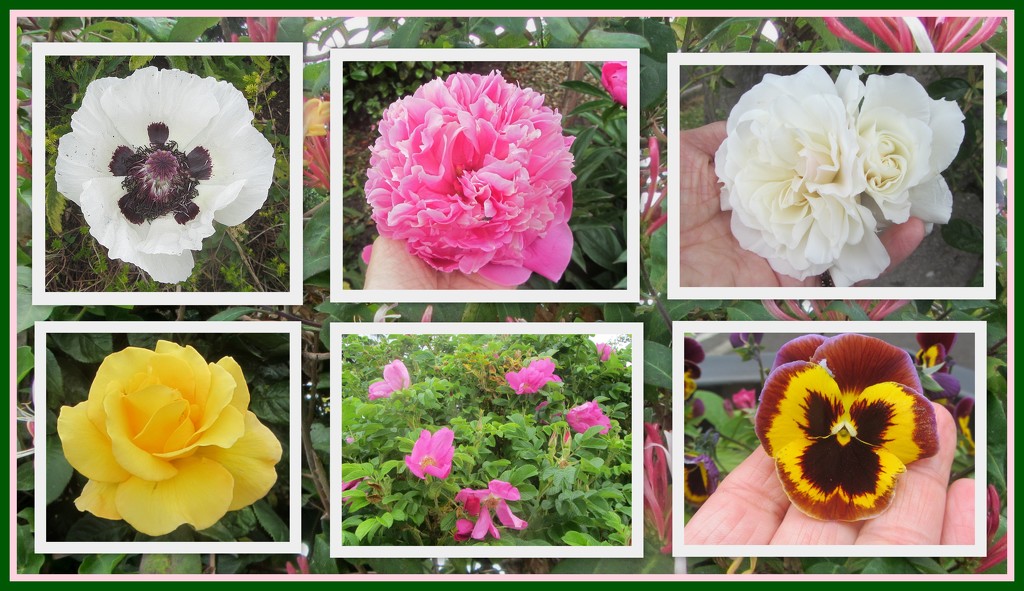 Summer Solstice Flower collage. by grace55