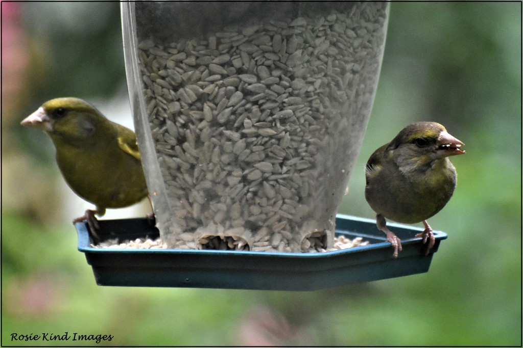 Mr and Mrs Greenfinch by rosiekind