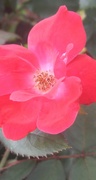 22nd Jun 2021 - Dusty red rose...