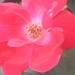 Dusty red rose... by marlboromaam