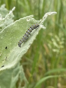 15th Jun 2021 - Mullein Moth larva