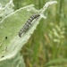 Mullein Moth larva by tinley23