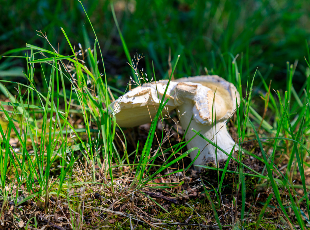 Mushroom or Toadstool? by hjbenson