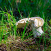 Mushroom or Toadstool? by hjbenson