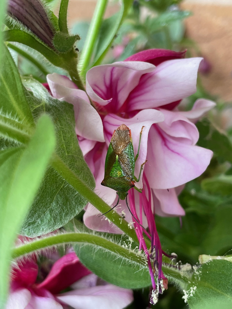 Common Green Shield Bug by 365projectmaxine