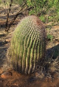 21st Jun 2021 - Barrel cactus 