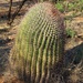 Barrel cactus  by blueberry1222