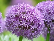 21st Jun 2021 - Allium nigrum, Black Garlic