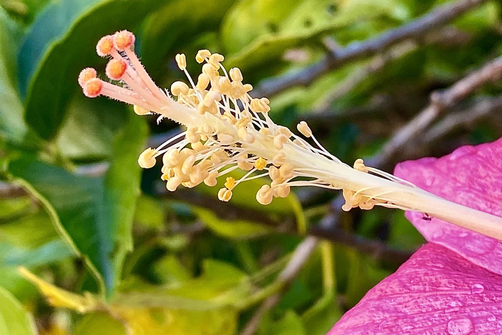 Hibiscus stamen by johnfalconer