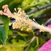Hibiscus stamen by johnfalconer