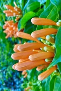 18th Jun 2021 - Orange trumpetvine (Pyrostegia venusta)
